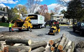 Professional  Tree Services in Ammon, ID